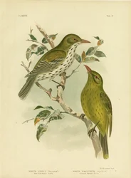 Új-Dél-Wales Oriole vagy Zöld Oropendola, 1891